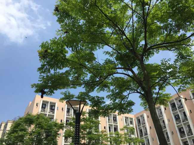 四川大学附设华西卫生学校2025年招生要求有_四川大学附设华西卫生学校怎么样