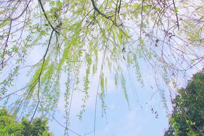 成都五月花职业学校3+3升学班直升大学